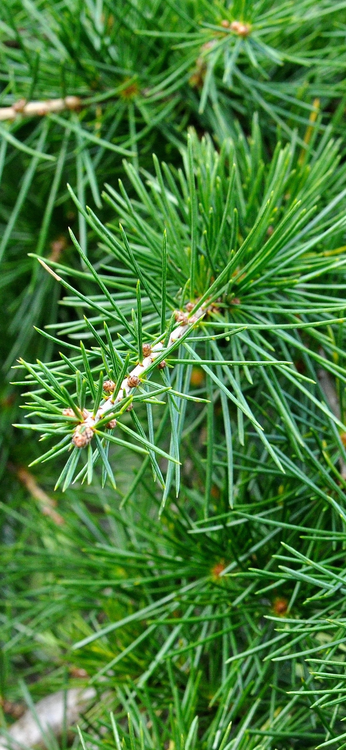 Green Pine Tree in Close up Photography. Wallpaper in 1125x2436 Resolution