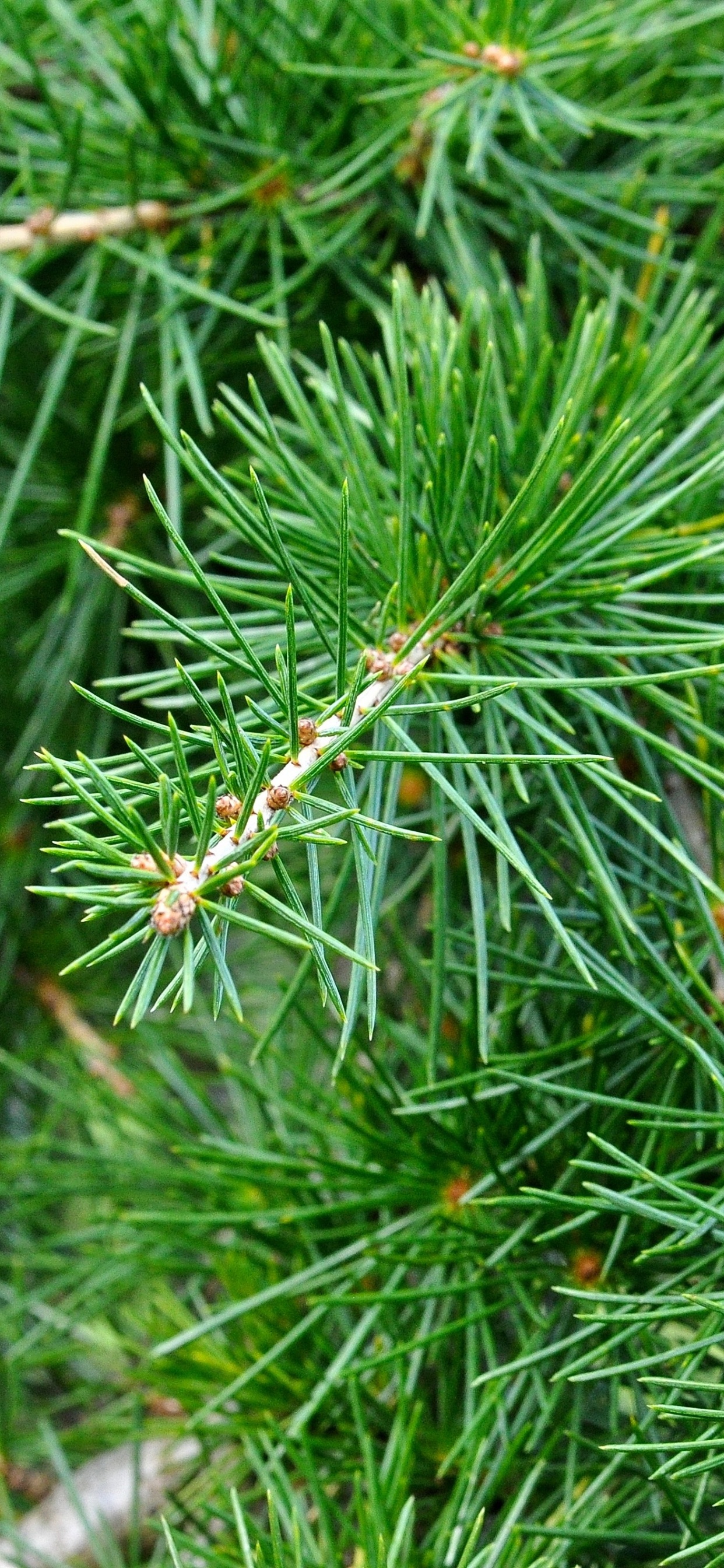Green Pine Tree in Close up Photography. Wallpaper in 1242x2688 Resolution