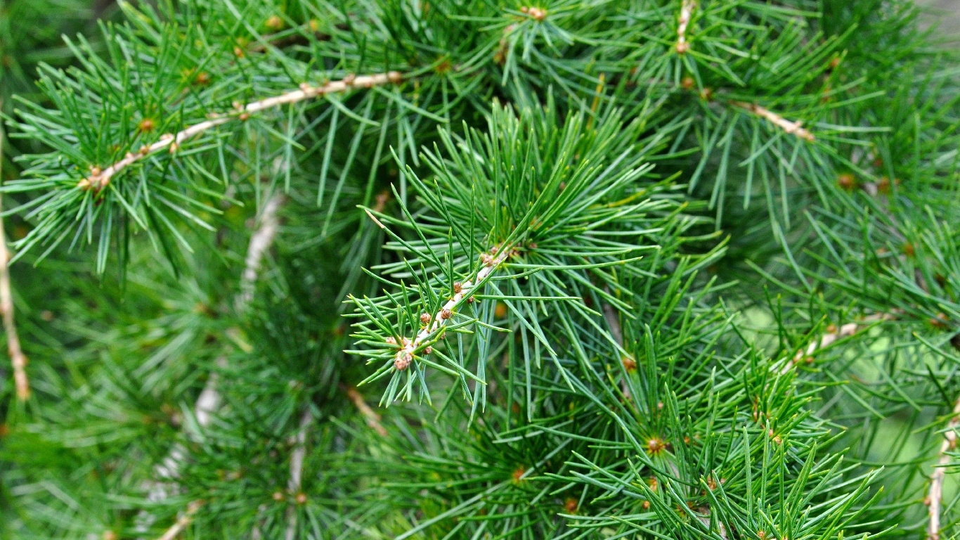 Green Pine Tree in Close up Photography. Wallpaper in 1366x768 Resolution