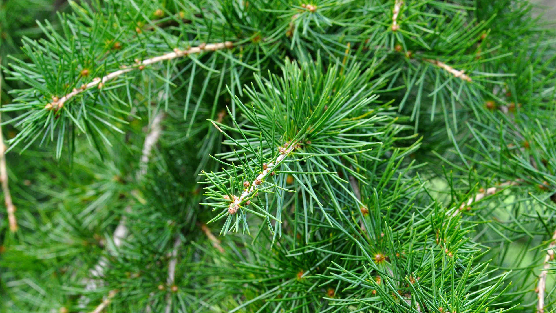 Green Pine Tree in Close up Photography. Wallpaper in 1920x1080 Resolution