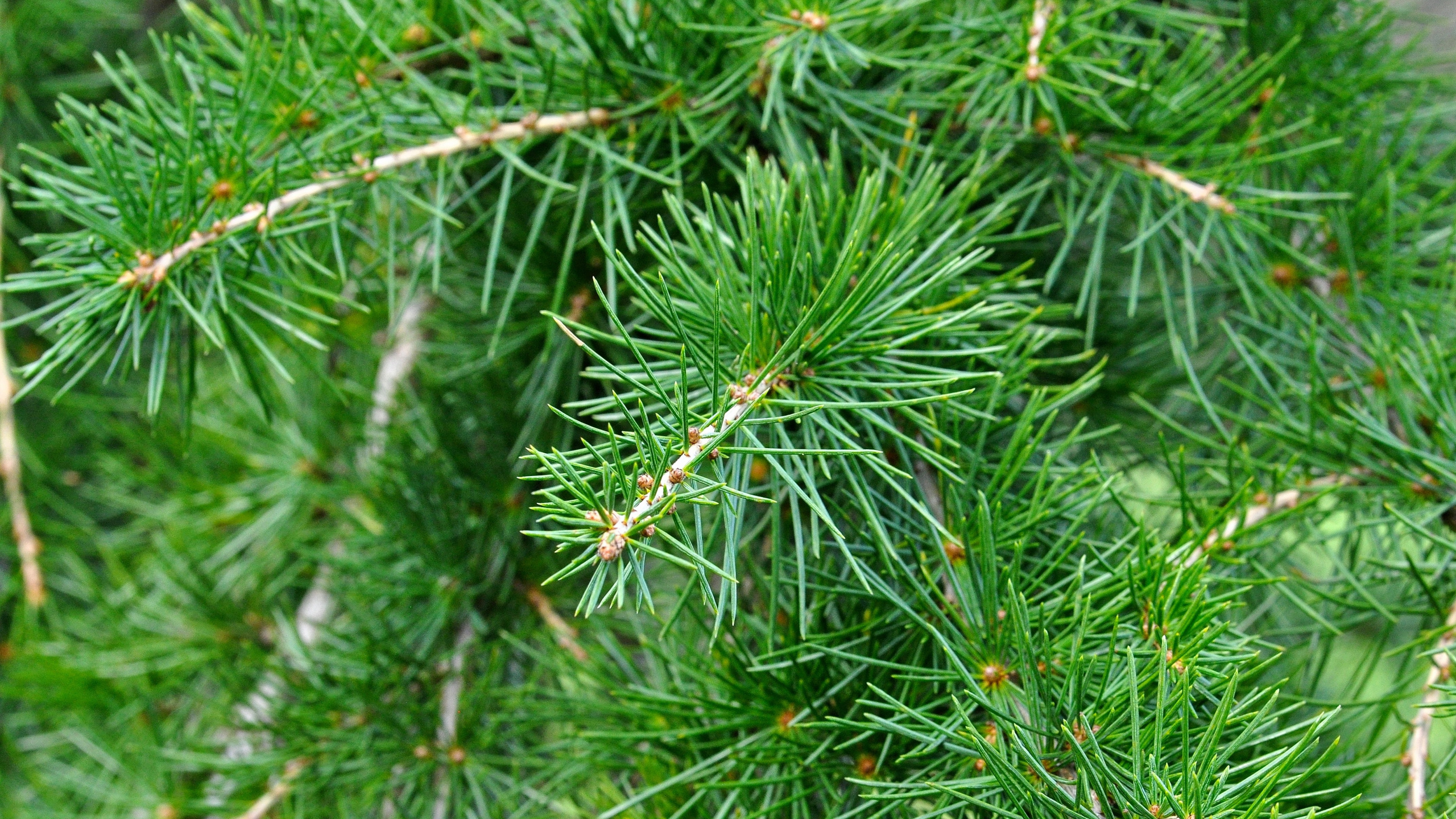 Green Pine Tree in Close up Photography. Wallpaper in 2560x1440 Resolution