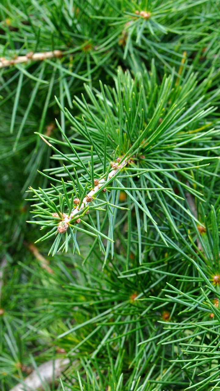 Green Pine Tree in Close up Photography. Wallpaper in 720x1280 Resolution