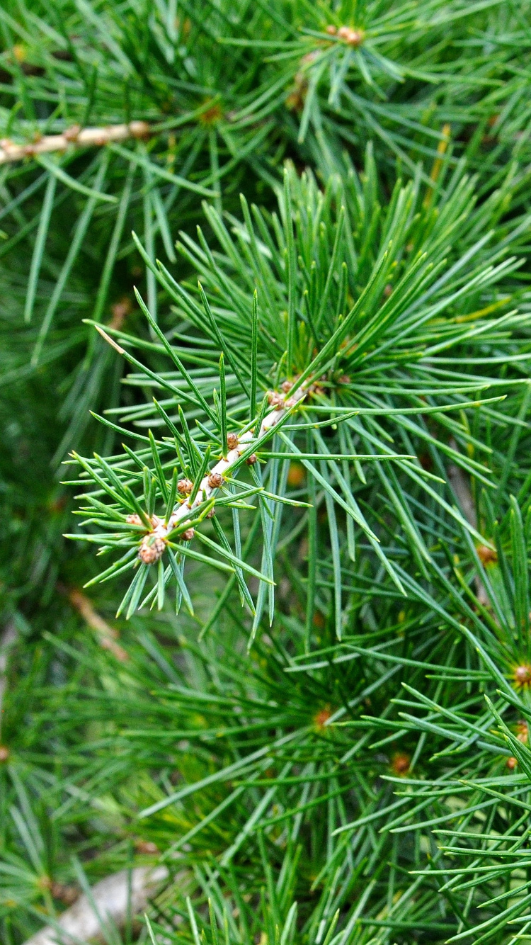 Green Pine Tree in Close up Photography. Wallpaper in 750x1334 Resolution