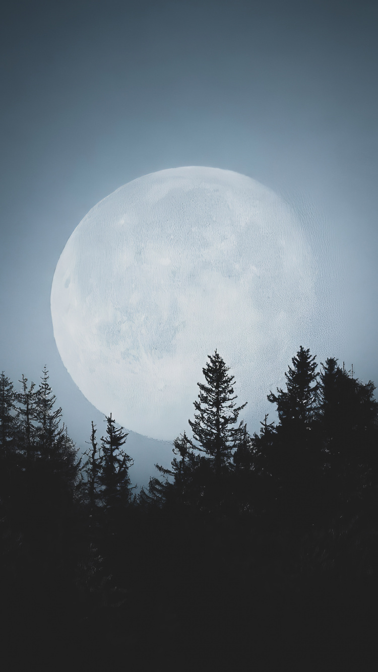 Atmosphäre, Naturlandschaft, Branch, Mond, Baum. Wallpaper in 750x1334 Resolution