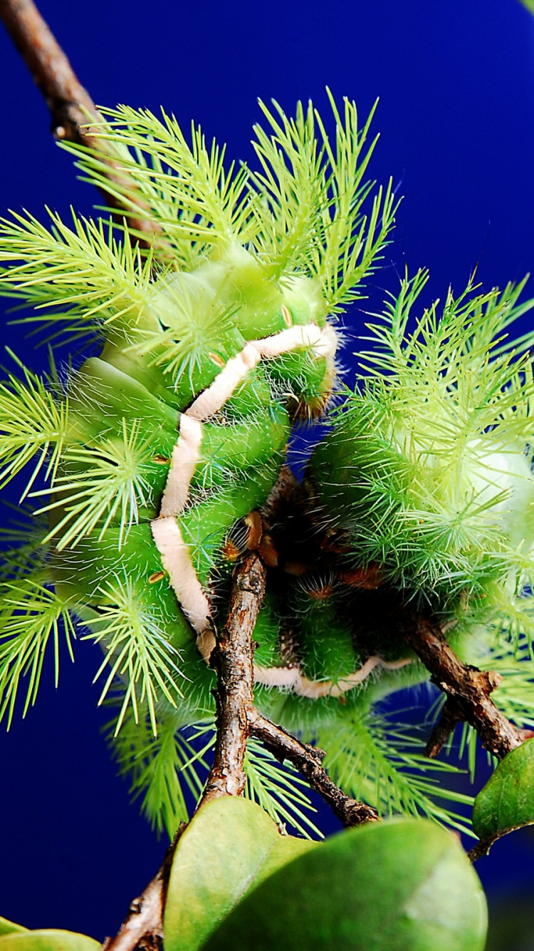 植物干, 宏摄影, 植被, 灰狼 壁纸 750x1334 允许