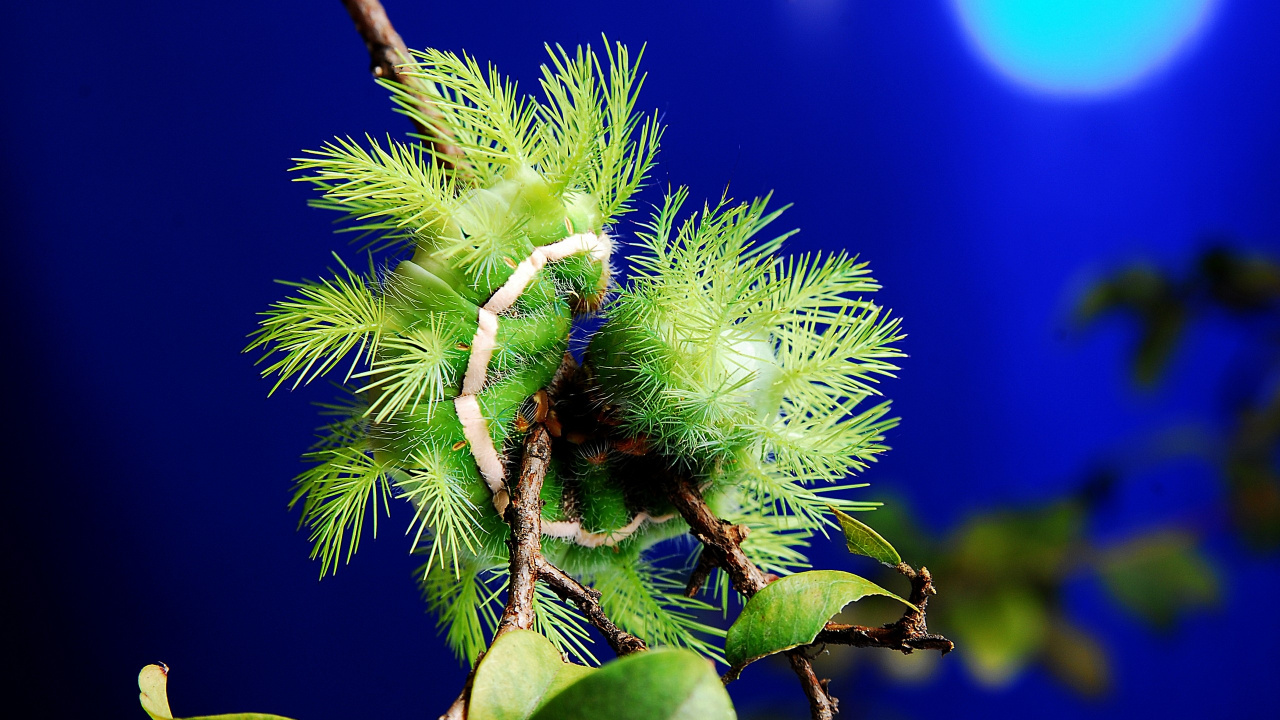 Green and Brown Plant in Close up Photography. Wallpaper in 1280x720 Resolution