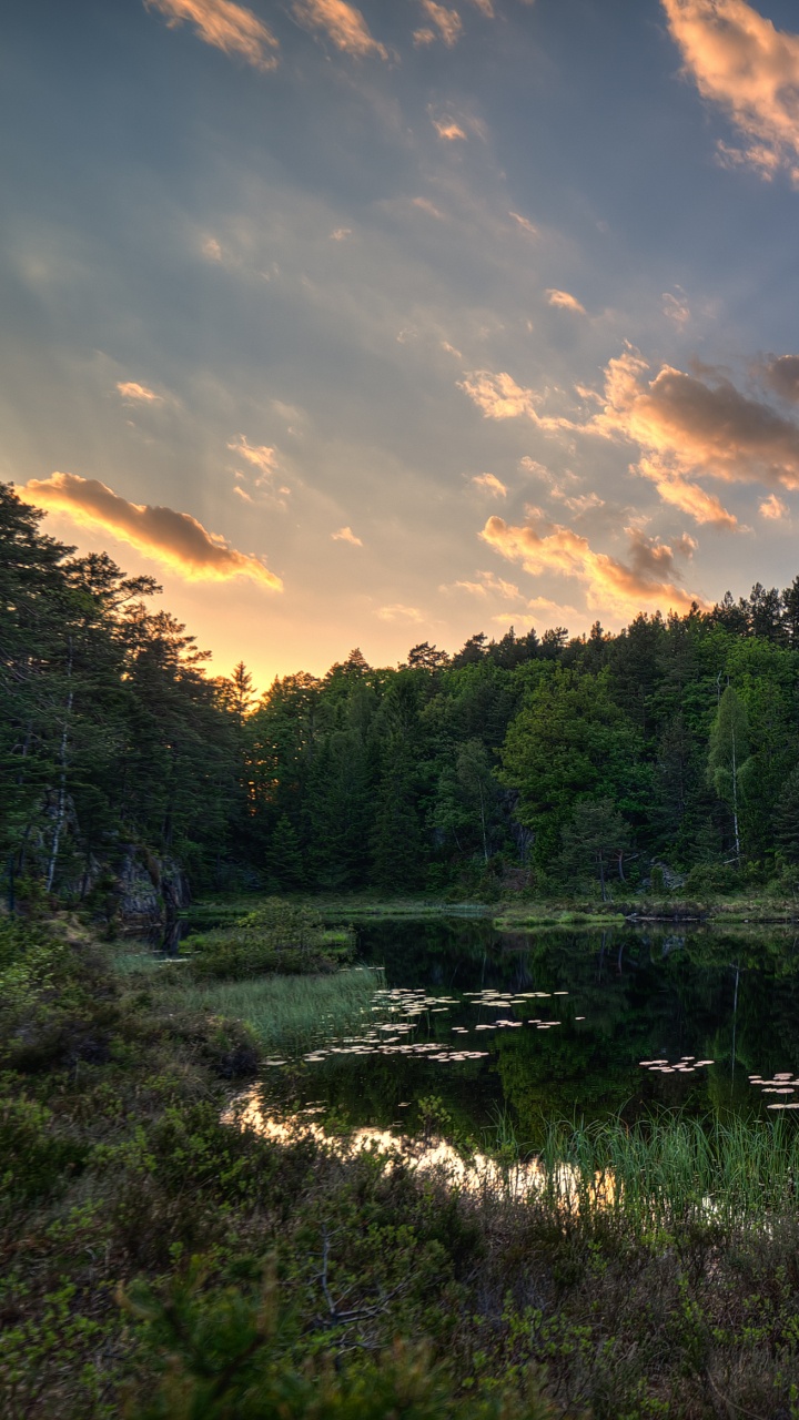 Green Trees Beside Lake Under Blue Sky During Daytime. Wallpaper in 720x1280 Resolution