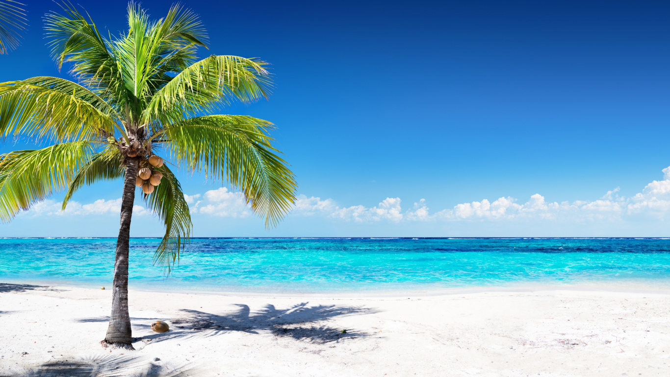 Palm Tree on Beach Shore During Daytime. Wallpaper in 1366x768 Resolution