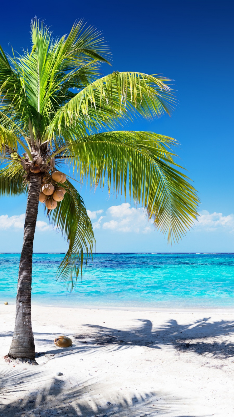 Palm Tree on Beach Shore During Daytime. Wallpaper in 750x1334 Resolution