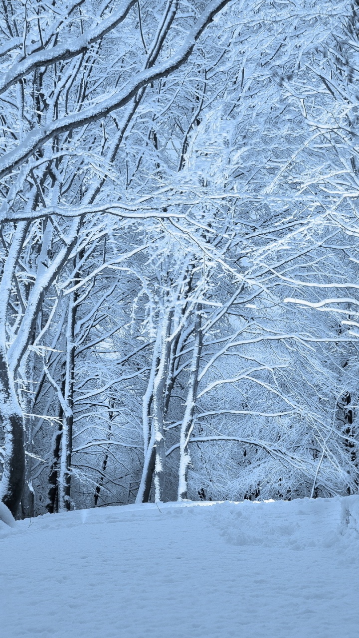 Arbres Sans Feuilles Sur Sol Couvert de Neige. Wallpaper in 720x1280 Resolution