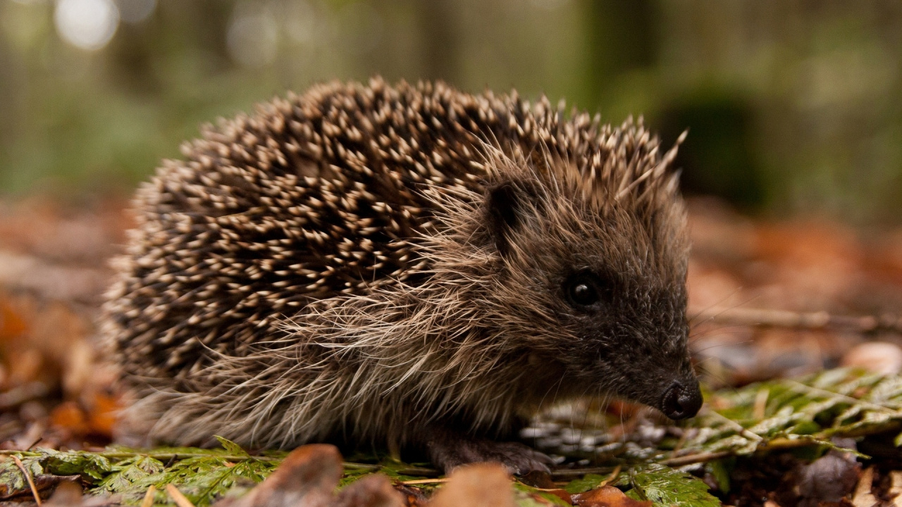 Brauner Igel Auf Grünem Gras Tagsüber. Wallpaper in 1280x720 Resolution