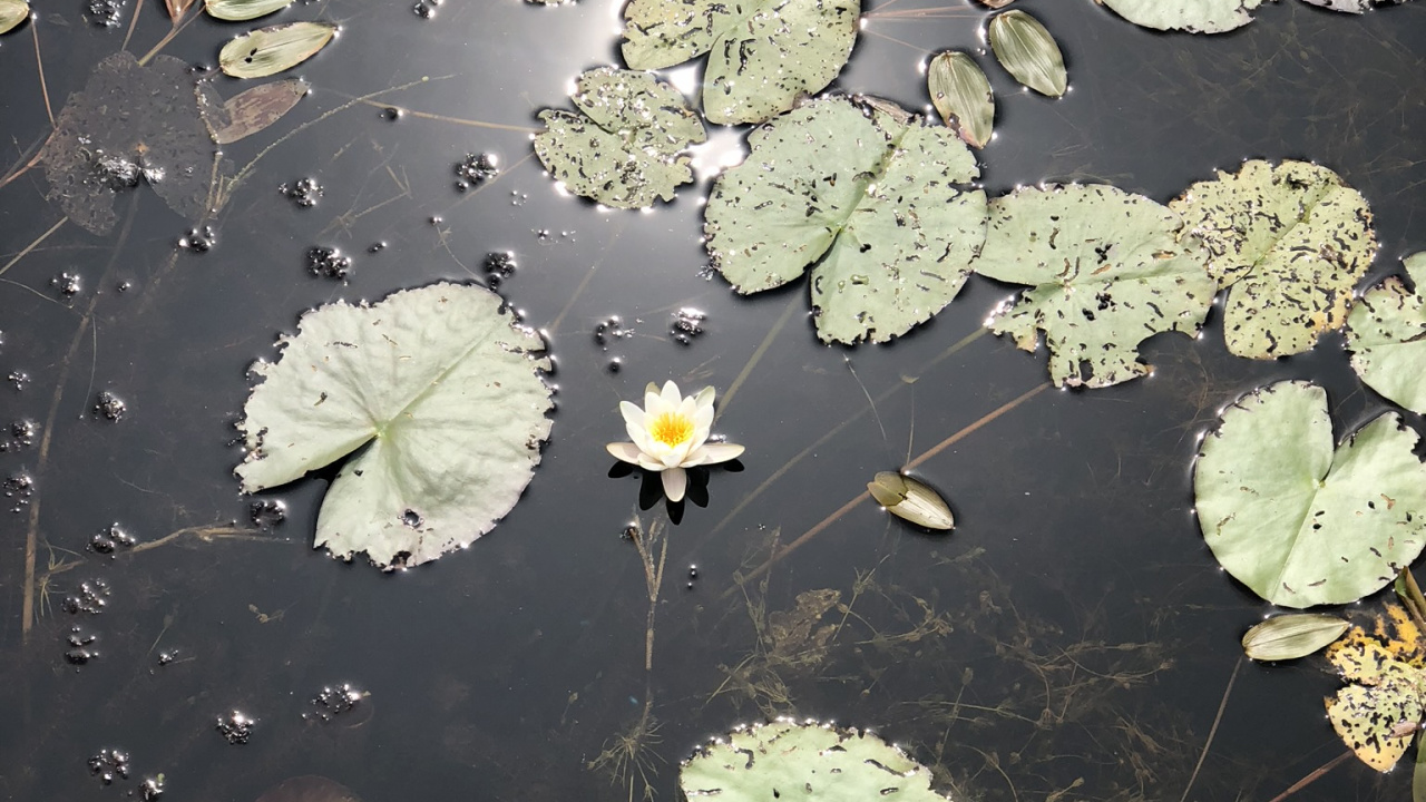 Eau, Feuille, Biologie, Sciences, Corps de L'eau. Wallpaper in 1280x720 Resolution