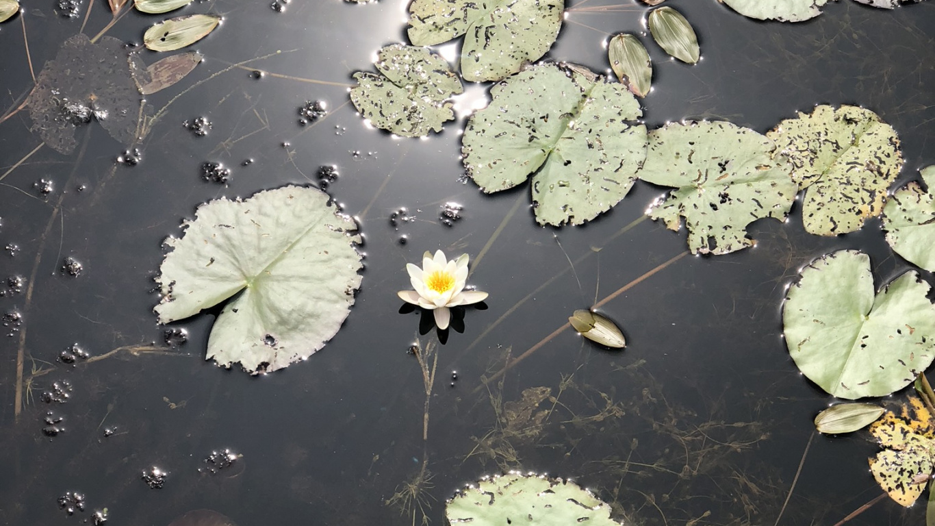 Eau, Feuille, Biologie, Sciences, Corps de L'eau. Wallpaper in 1366x768 Resolution