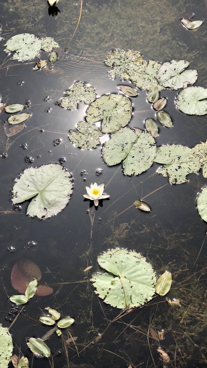 Water, Leaf, Biology, Science, Body of Water. Wallpaper in 720x1280 Resolution