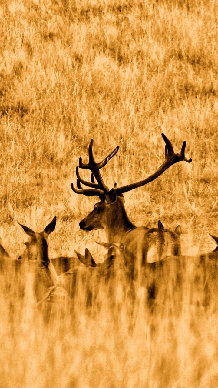Brown Deer on Brown Grass Field During Daytime. Wallpaper in 720x1280 Resolution