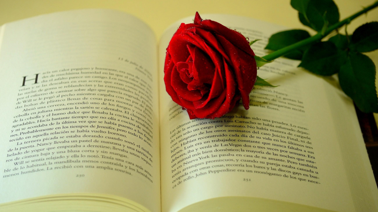 Rose Rouge Sur la Page du Livre. Wallpaper in 1280x720 Resolution