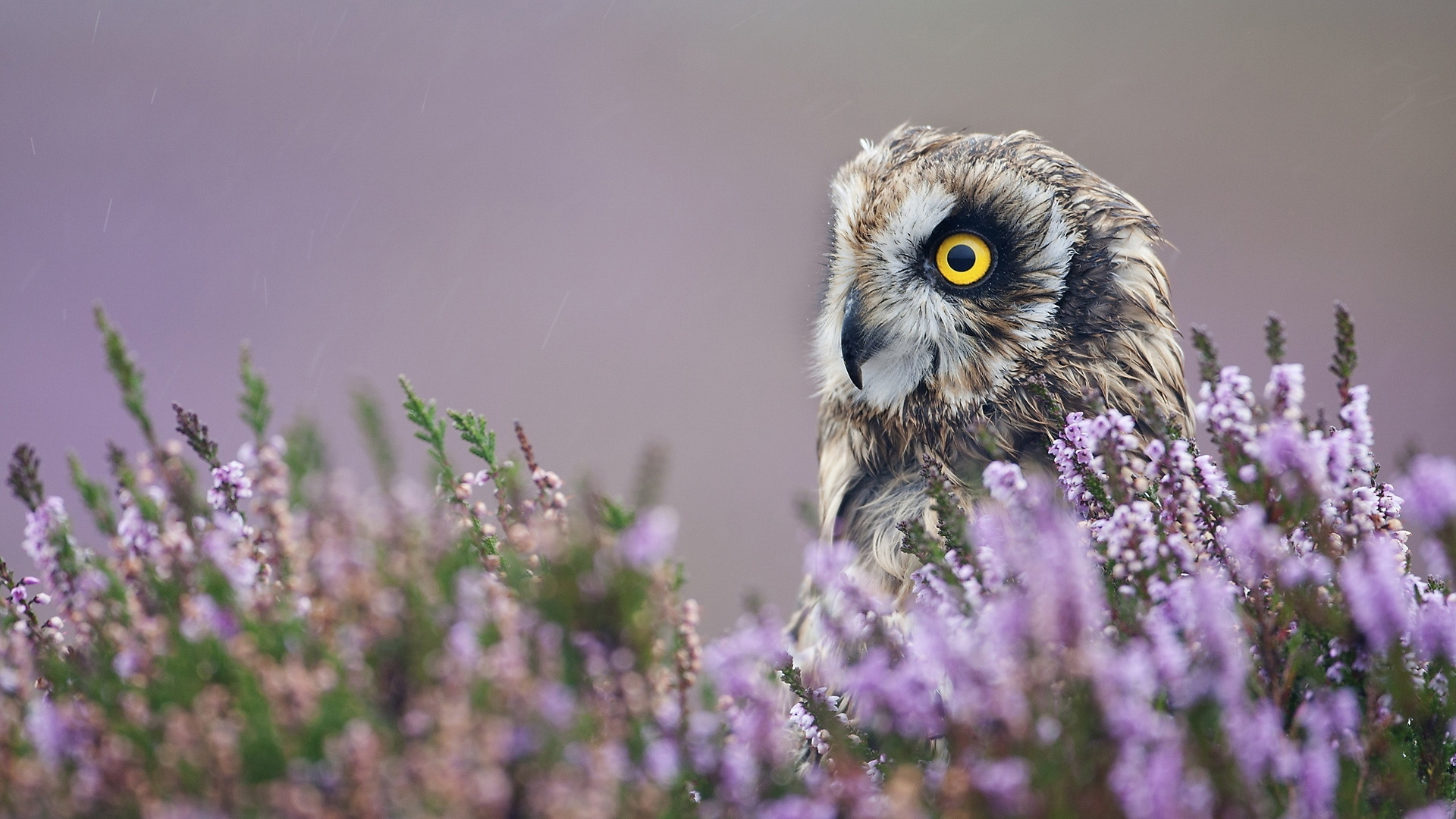 Brown and White Owl Perched on Purple Flower. Wallpaper in 1920x1080 Resolution