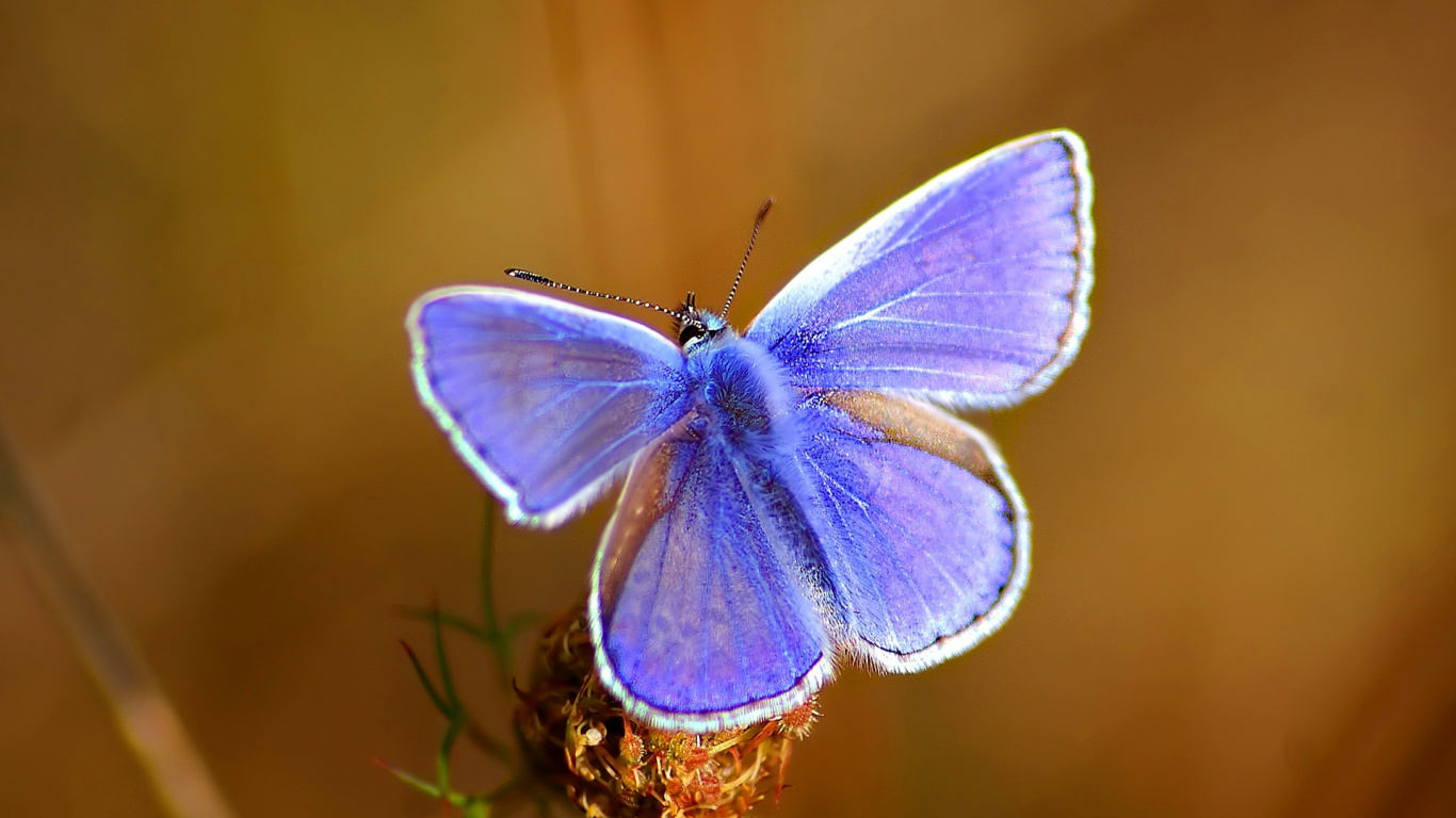 Blue and Brown Butterfly on Brown Stem. Wallpaper in 1366x768 Resolution