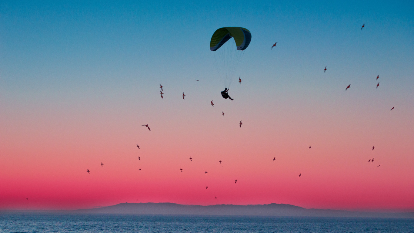 Birds Flying Over The Sea During Sunset. Wallpaper in 1366x768 Resolution