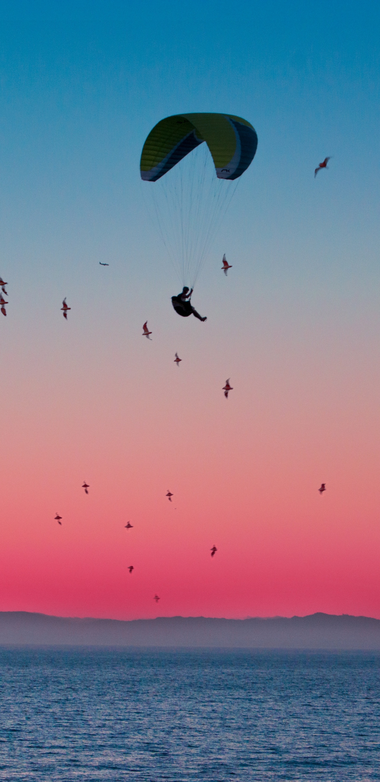 Birds Flying Over The Sea During Sunset. Wallpaper in 1440x2960 Resolution