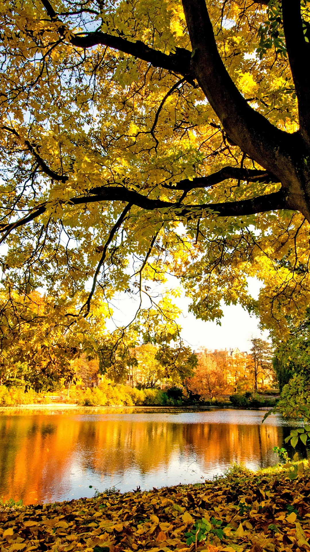 Arbres Jaunes et Bruns au Bord de la Rivière Pendant la Journée. Wallpaper in 1080x1920 Resolution