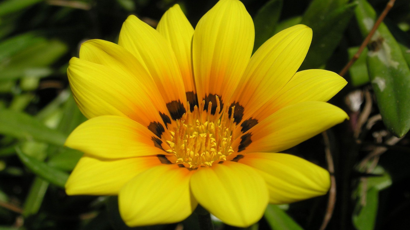 Fleur Jaune en Objectif Macro. Wallpaper in 1366x768 Resolution