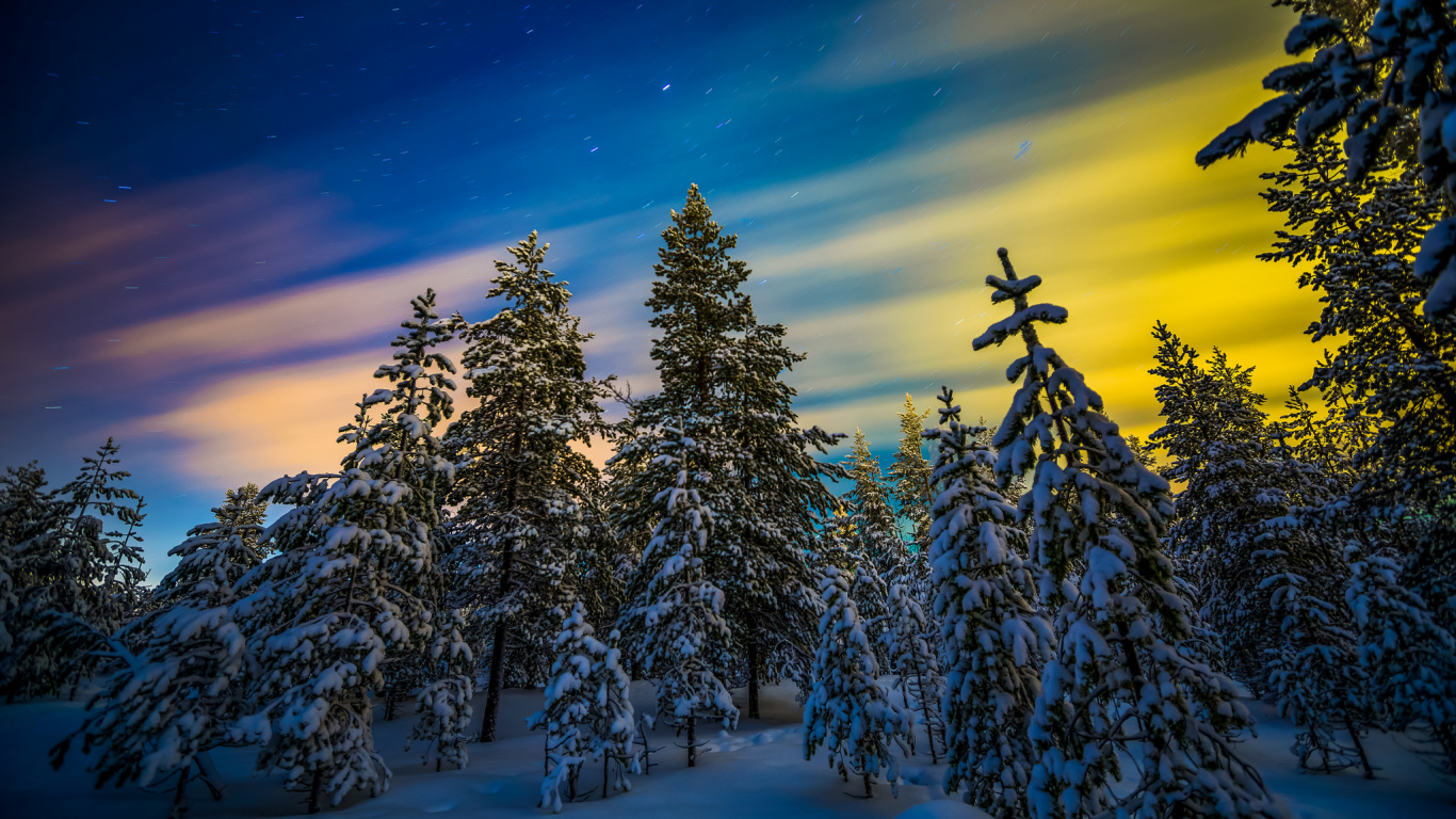 Kiefern Bedeckt Mit Schnee Unter Blauem Himmel. Wallpaper in 1366x768 Resolution