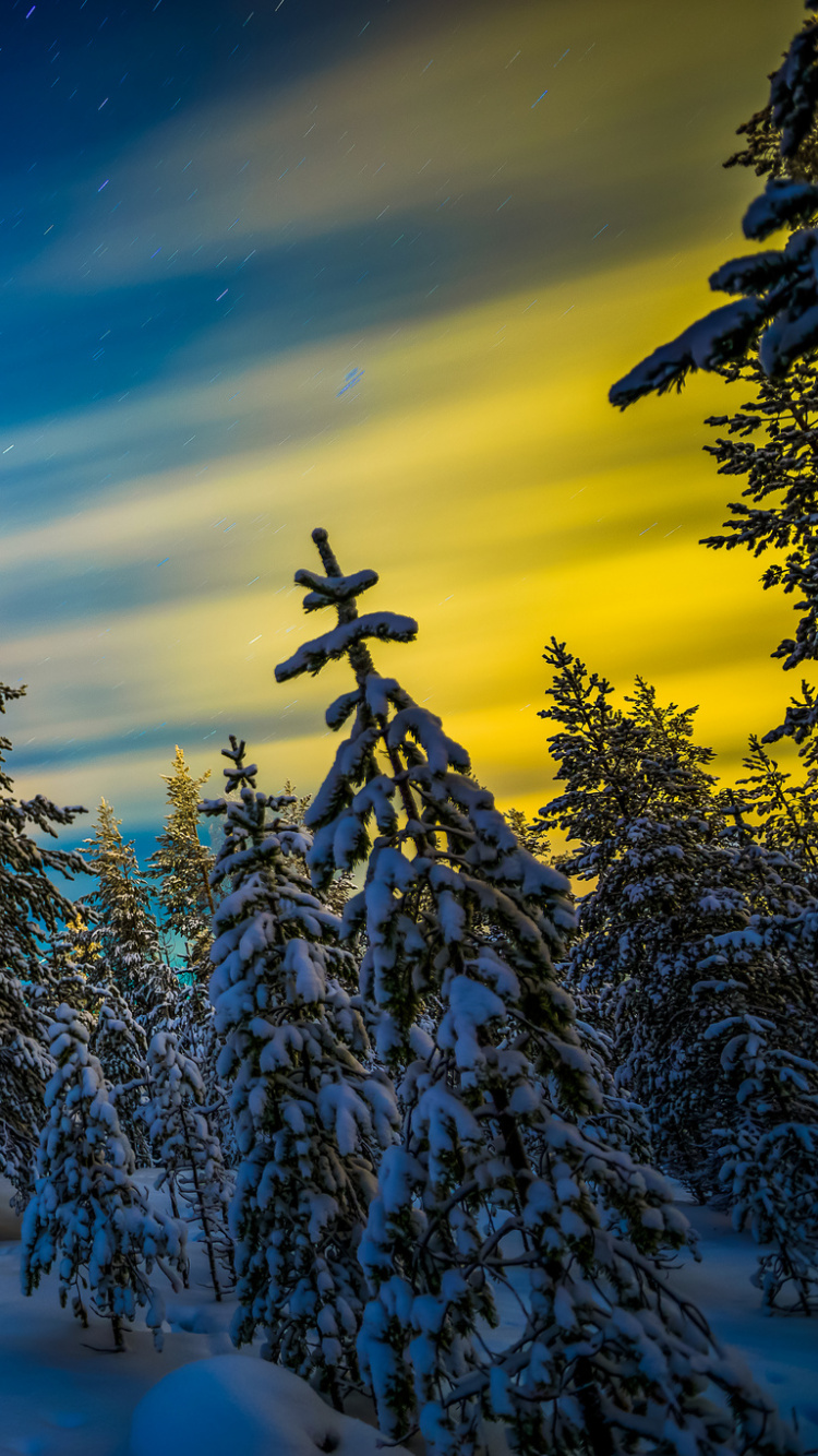 Kiefern Bedeckt Mit Schnee Unter Blauem Himmel. Wallpaper in 750x1334 Resolution