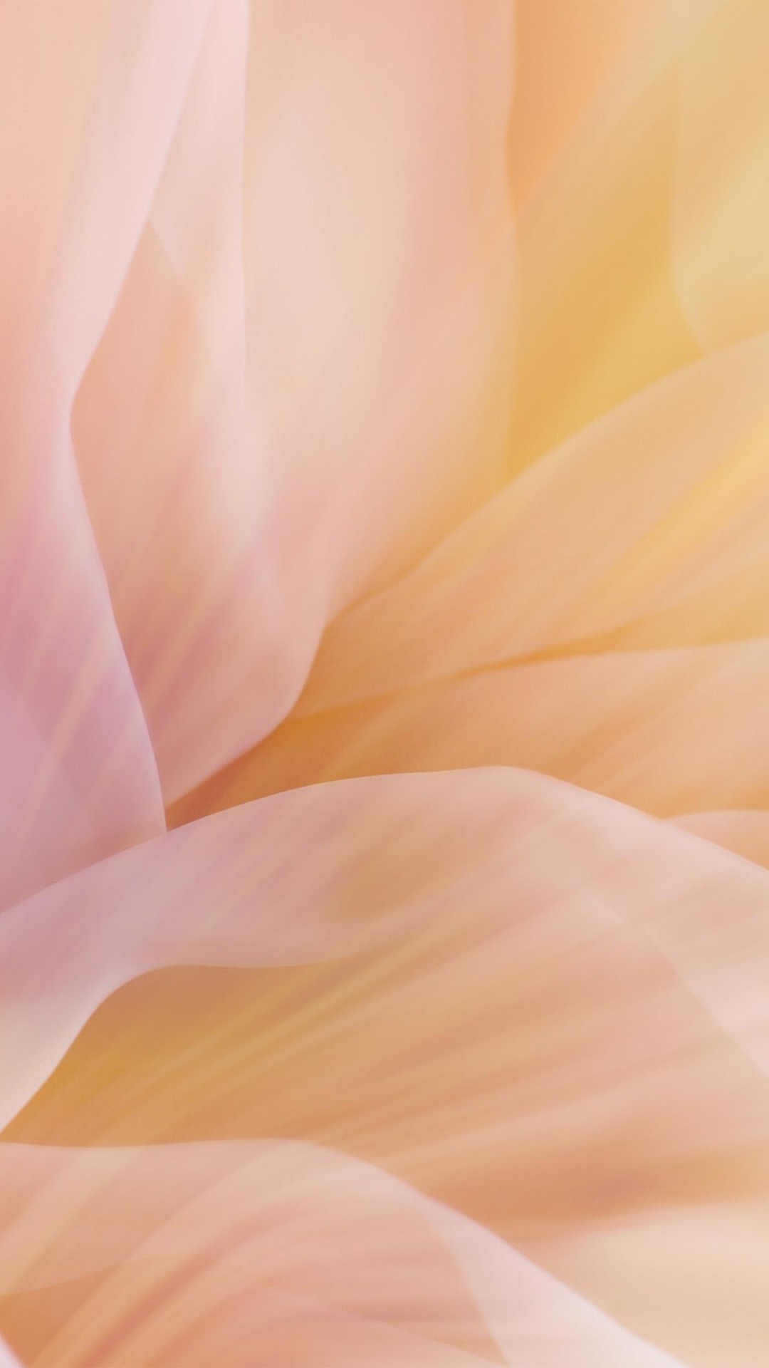 Weiße Und Braune Blütenblätter. Wallpaper in 1080x1920 Resolution