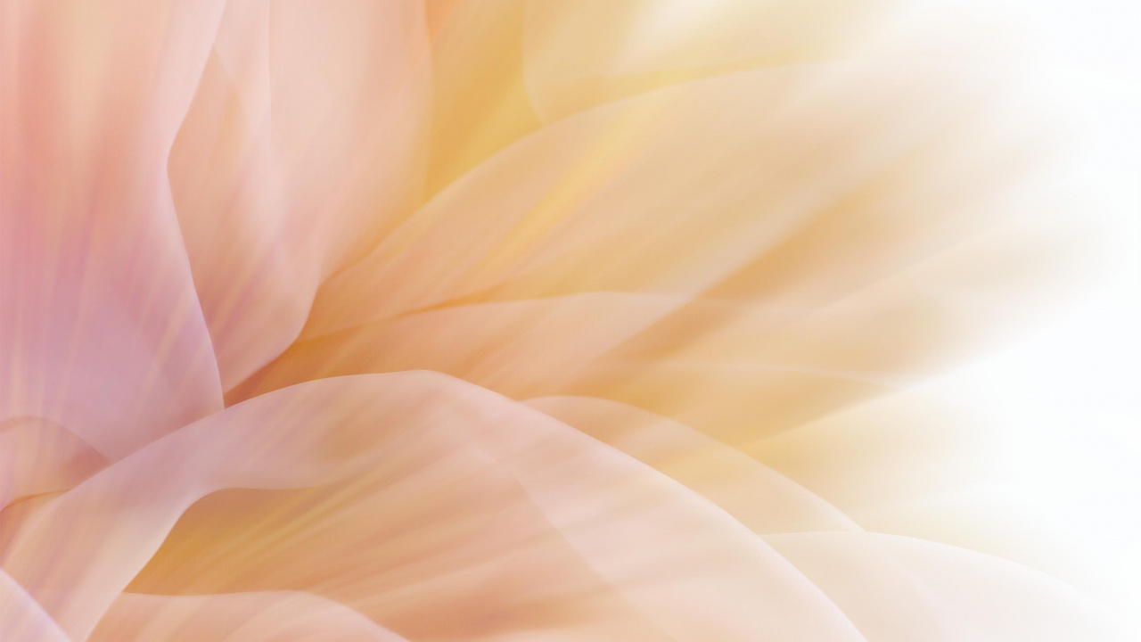 Weiße Und Braune Blütenblätter. Wallpaper in 1280x720 Resolution