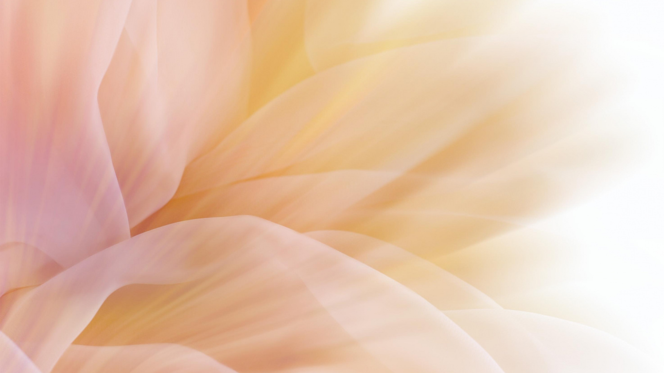 Weiße Und Braune Blütenblätter. Wallpaper in 1366x768 Resolution