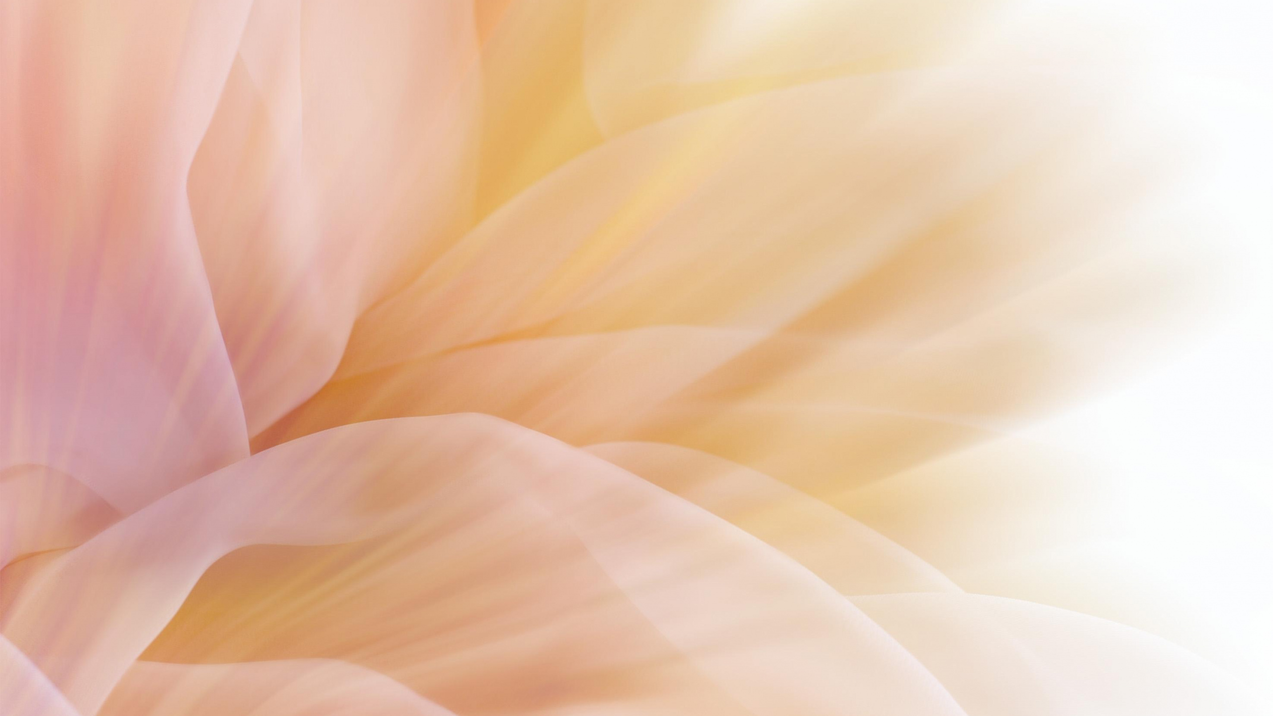 Pétales de Fleurs Blanches et Brunes. Wallpaper in 2560x1440 Resolution