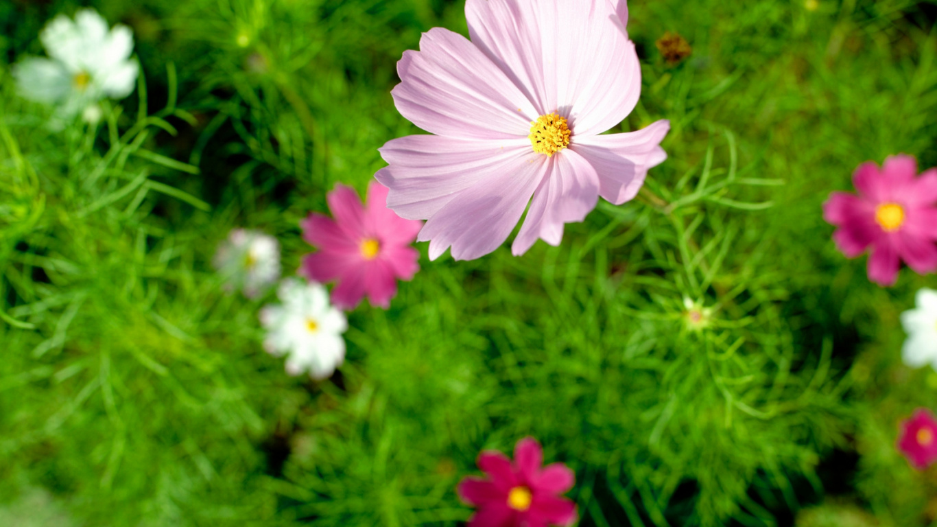 Pink and White Flower in Close up Photography. Wallpaper in 1366x768 Resolution