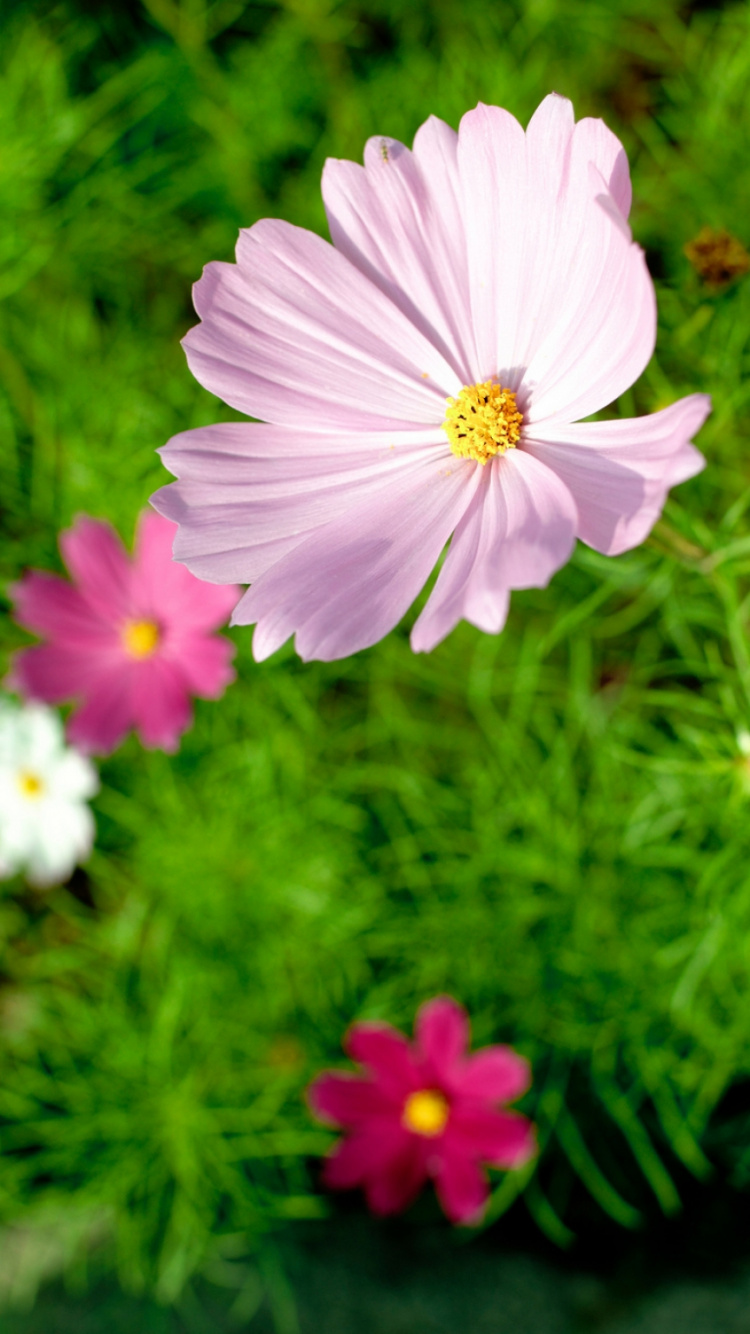 Fleur Rose et Blanche en Photographie Rapprochée. Wallpaper in 750x1334 Resolution