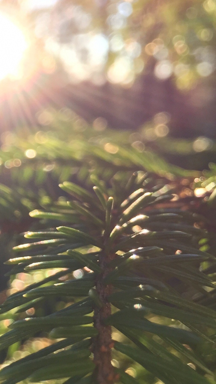 Tagsüber Grüne Blattpflanze. Wallpaper in 720x1280 Resolution