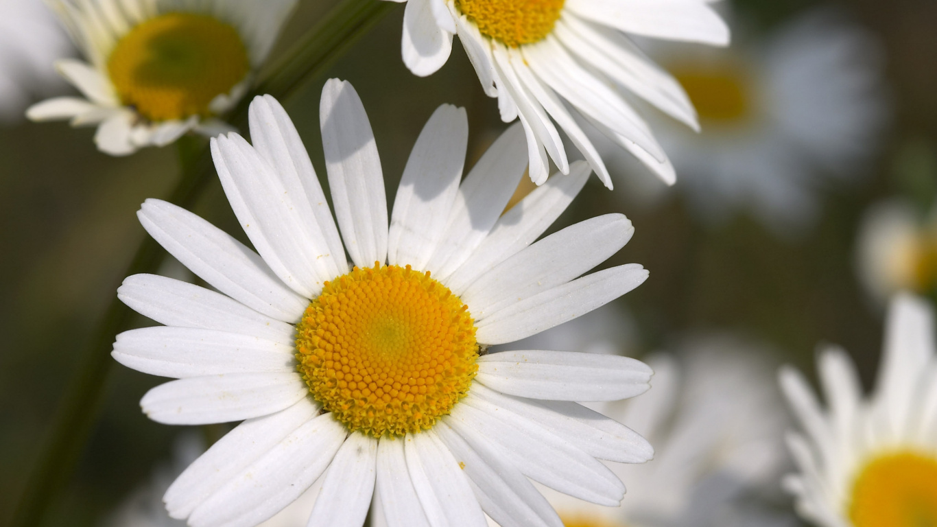 White Daisy in Bloom During Daytime. Wallpaper in 1366x768 Resolution