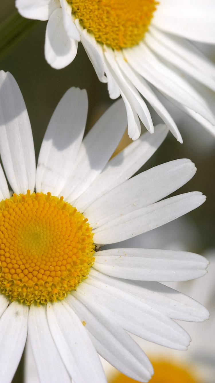 White Daisy in Bloom During Daytime. Wallpaper in 750x1334 Resolution