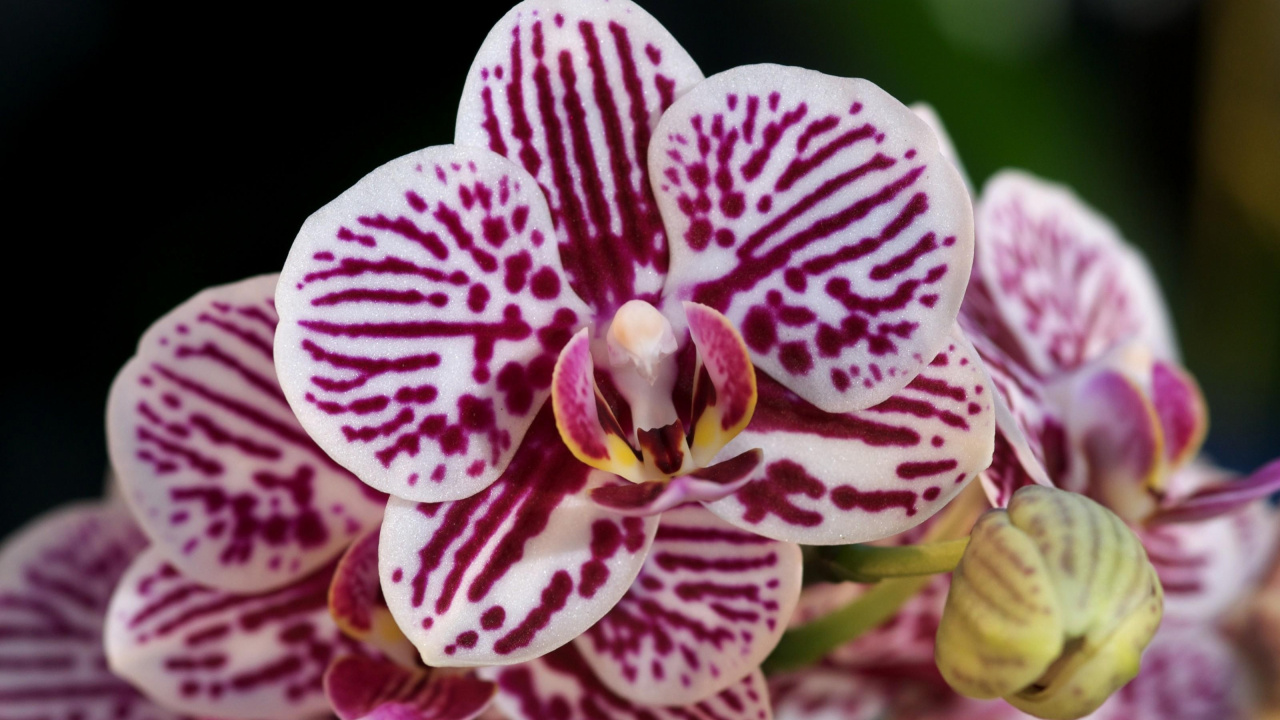 White and Red Moth Orchid in Close up Photography. Wallpaper in 1280x720 Resolution