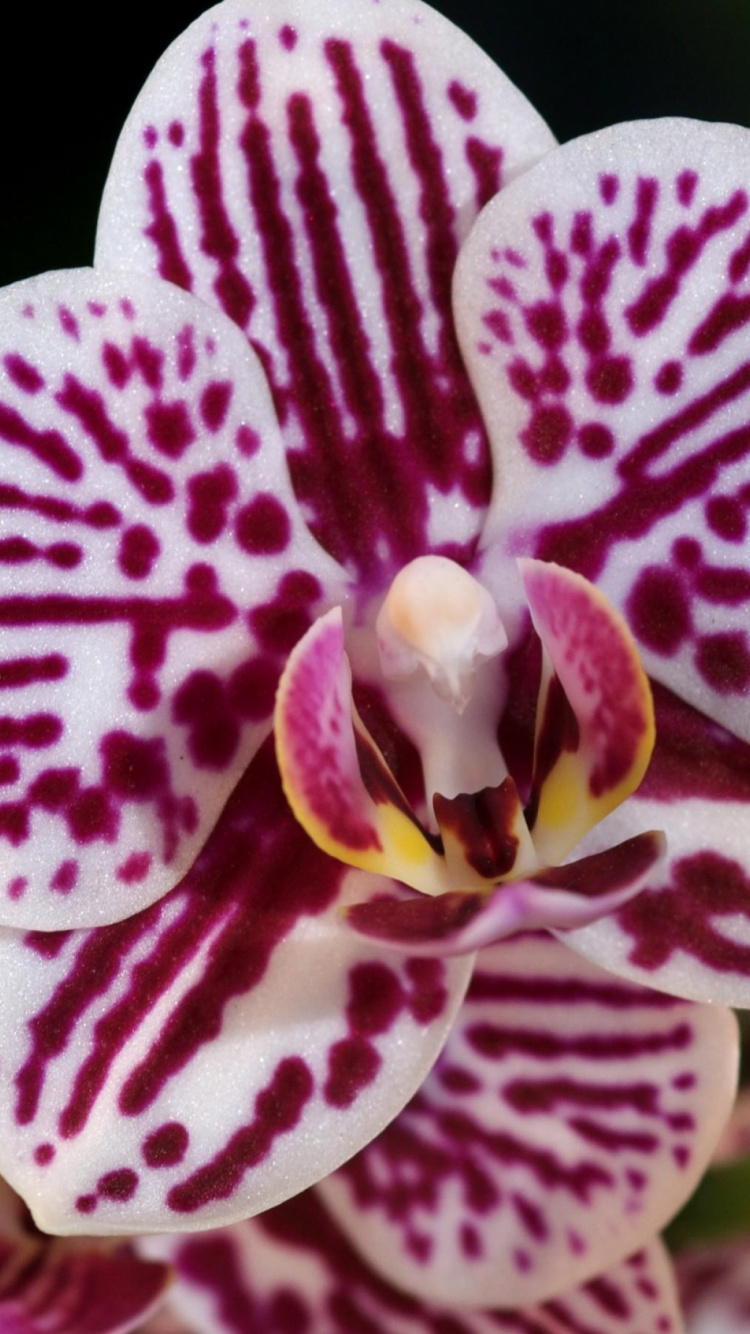 White and Red Moth Orchid in Close up Photography. Wallpaper in 750x1334 Resolution