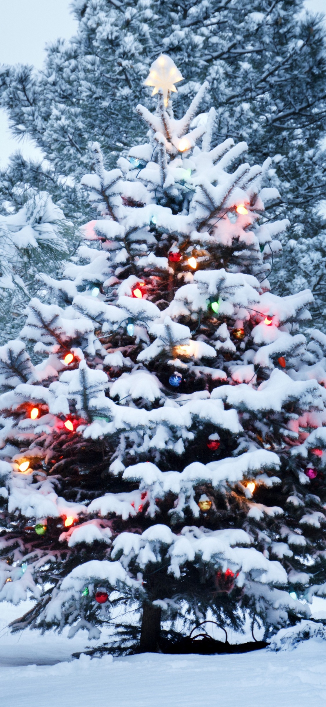 Green Pine Tree Covered With Snow. Wallpaper in 1125x2436 Resolution