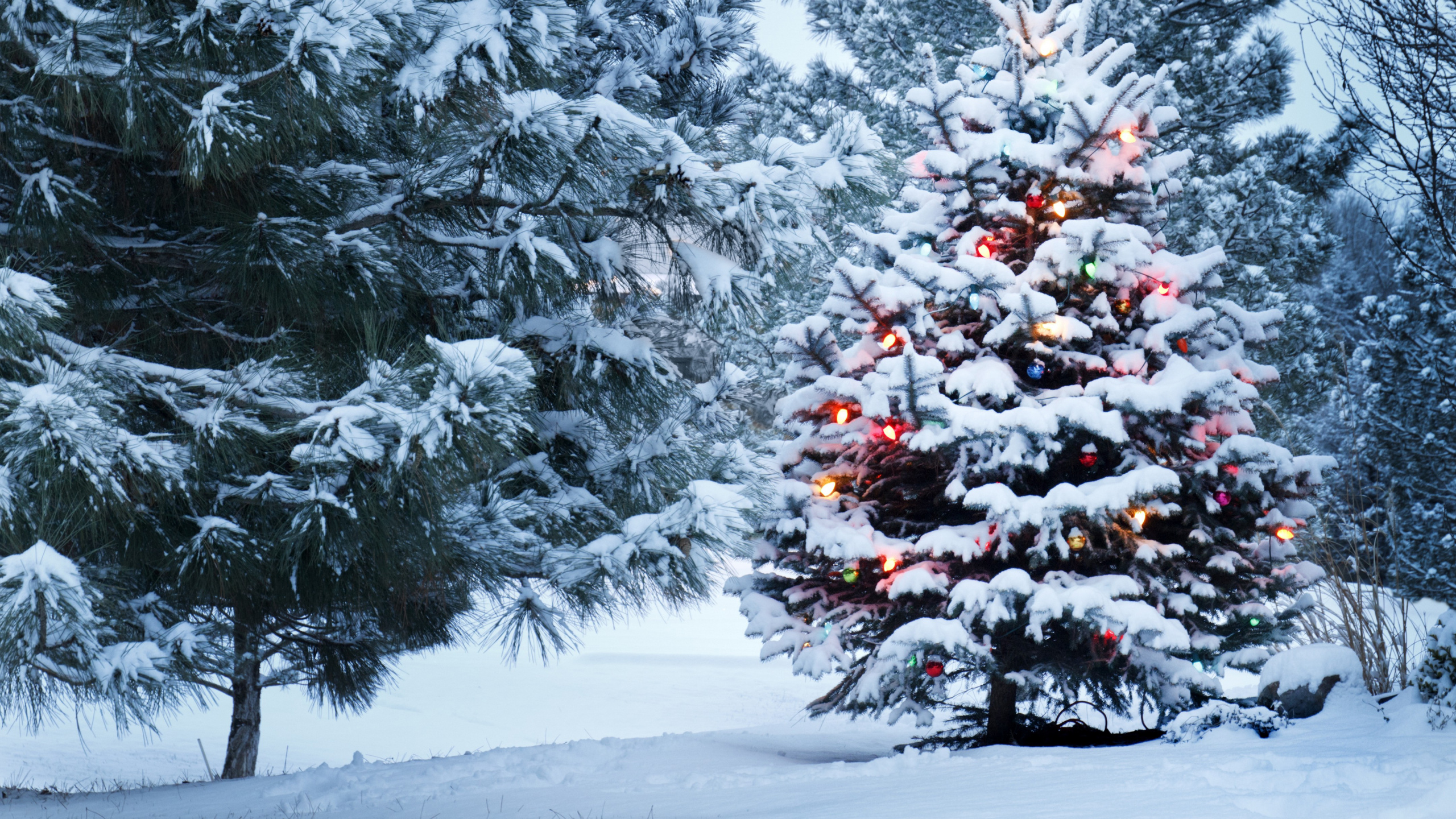 Green Pine Tree Covered With Snow. Wallpaper in 2560x1440 Resolution