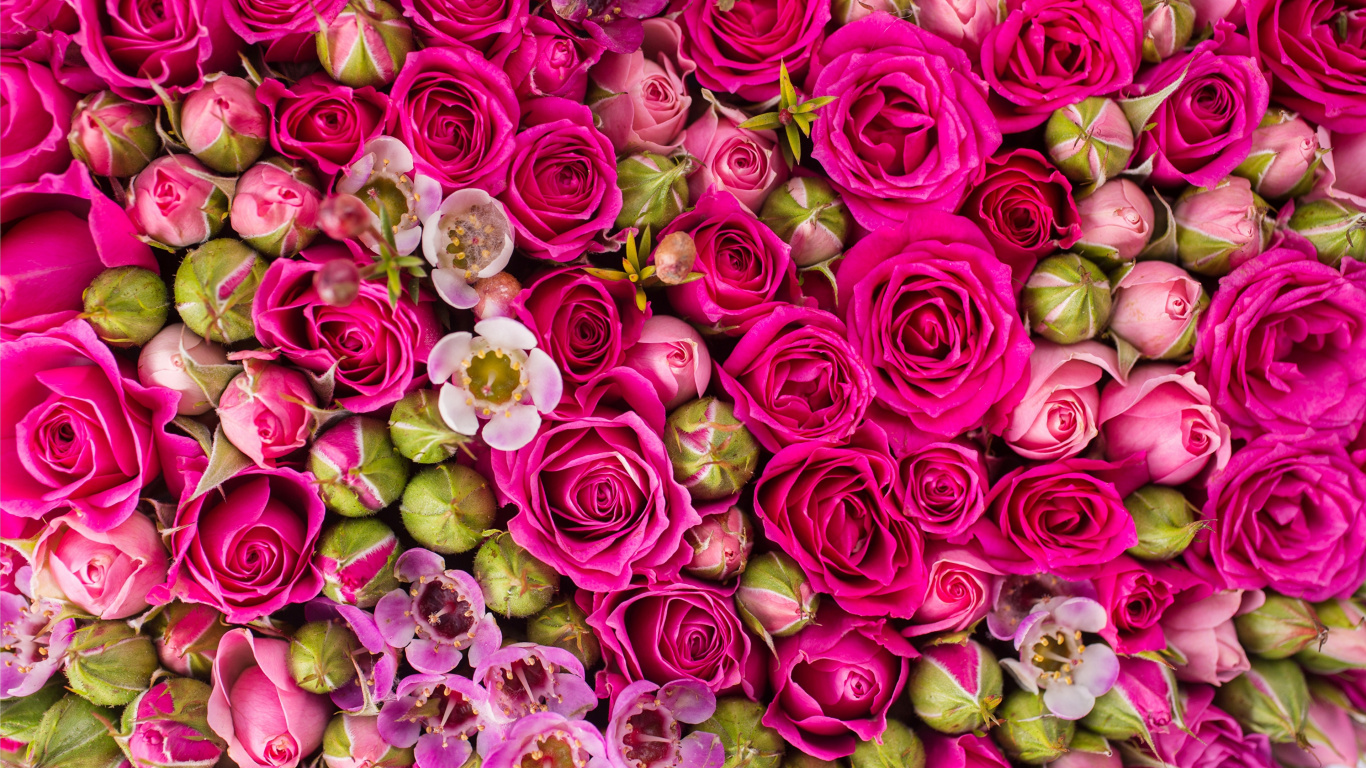 Pétales de Fleurs Roses et Vertes. Wallpaper in 1366x768 Resolution