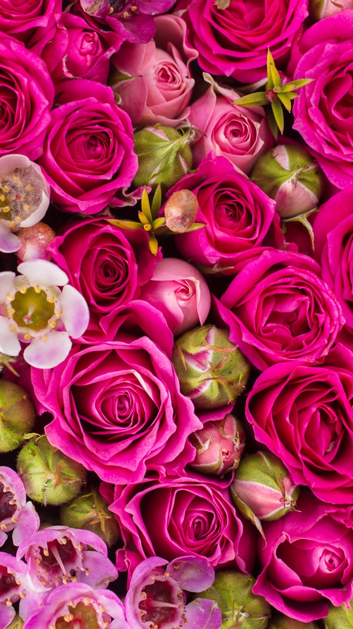 Pétales de Fleurs Roses et Vertes. Wallpaper in 720x1280 Resolution