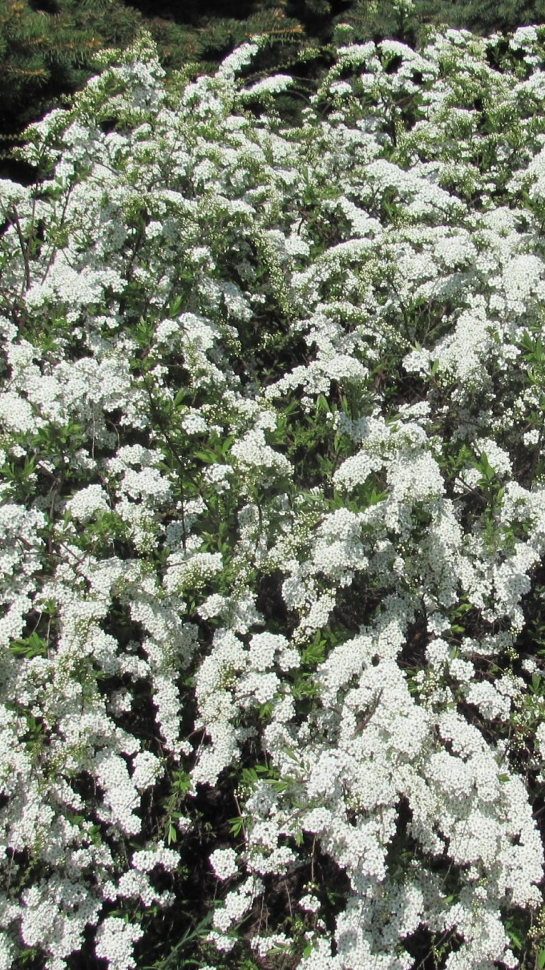 Green and White Plant During Daytime. Wallpaper in 1080x1920 Resolution