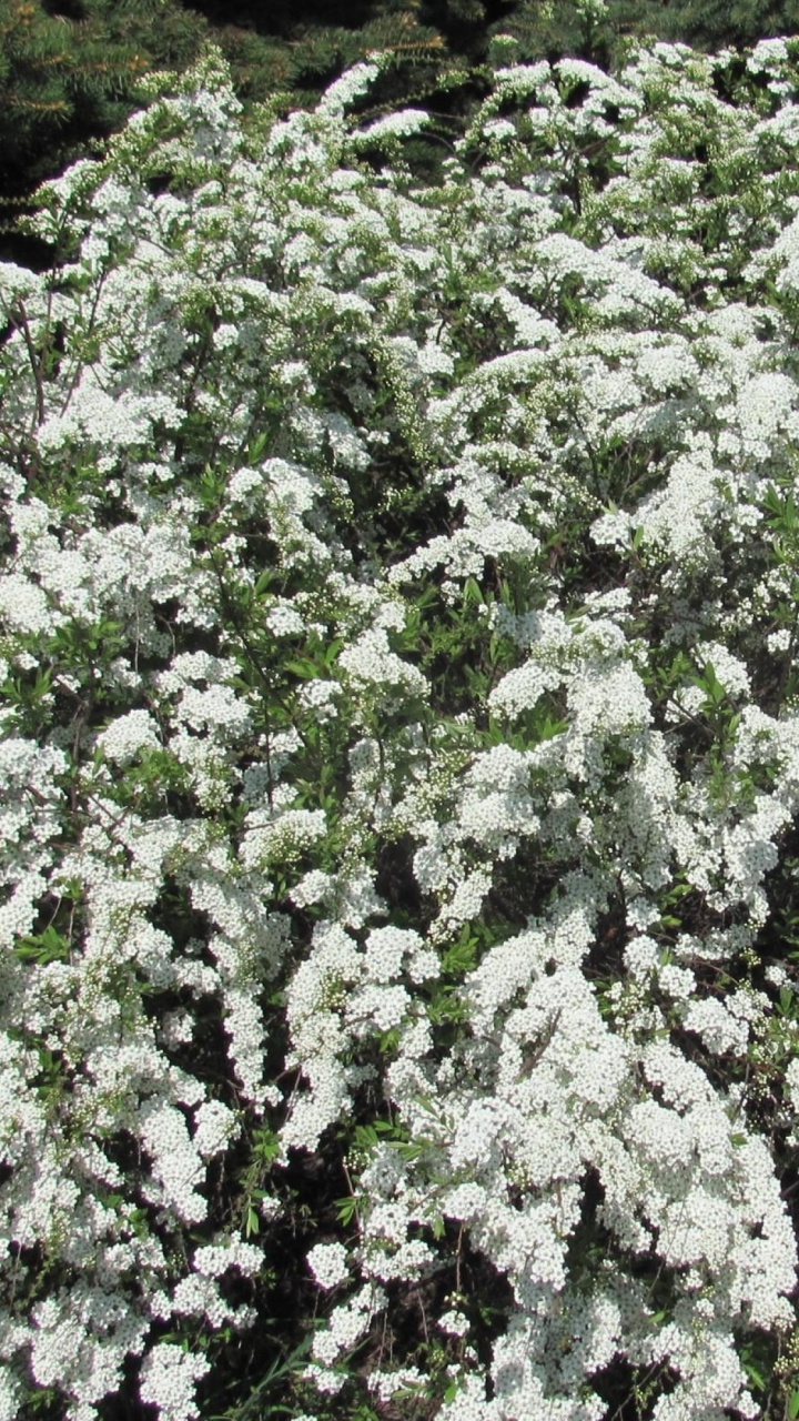 Green and White Plant During Daytime. Wallpaper in 720x1280 Resolution