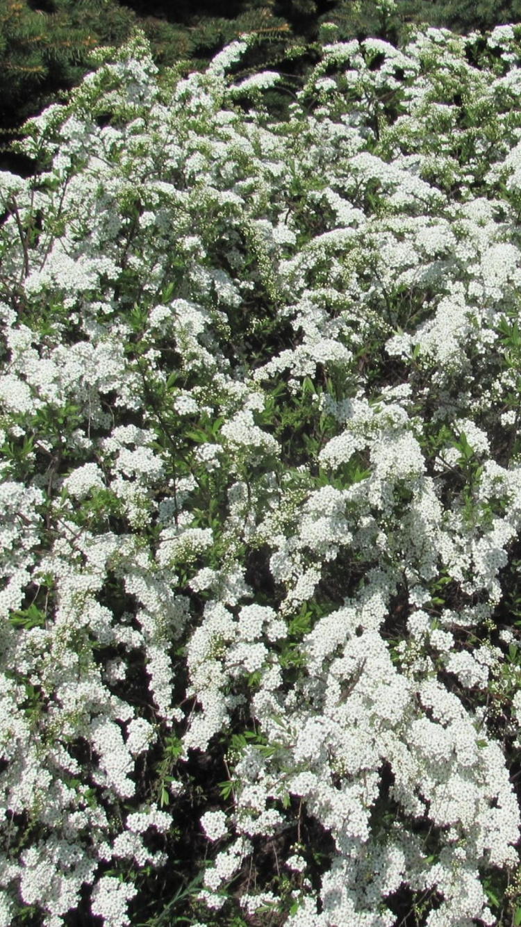 Plante Verte et Blanche Pendant la Journée. Wallpaper in 750x1334 Resolution