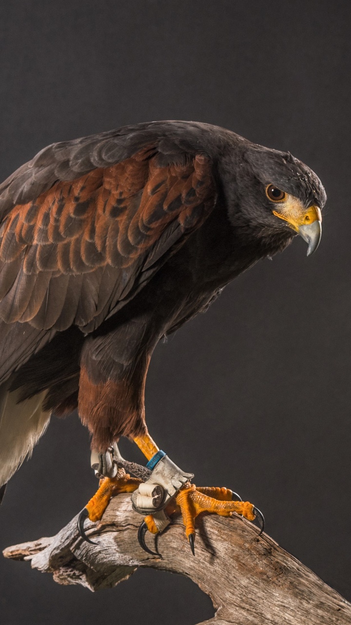 Águila Marrón y Blanca en la Rama de un Árbol Marrón. Wallpaper in 720x1280 Resolution