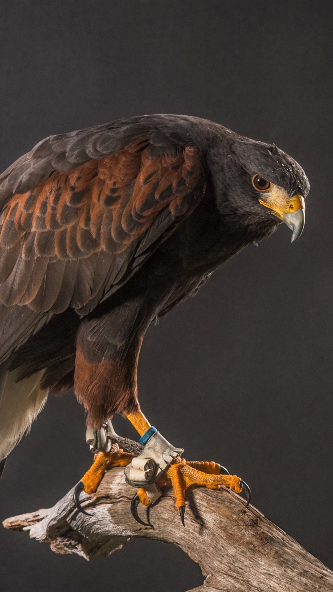 Brown and White Eagle on Brown Tree Branch. Wallpaper in 1080x1920 Resolution