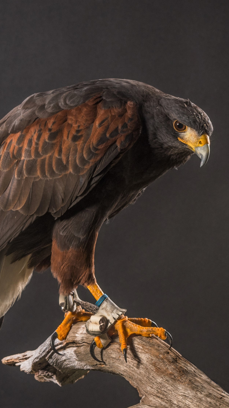 Brown and White Eagle on Brown Tree Branch. Wallpaper in 750x1334 Resolution