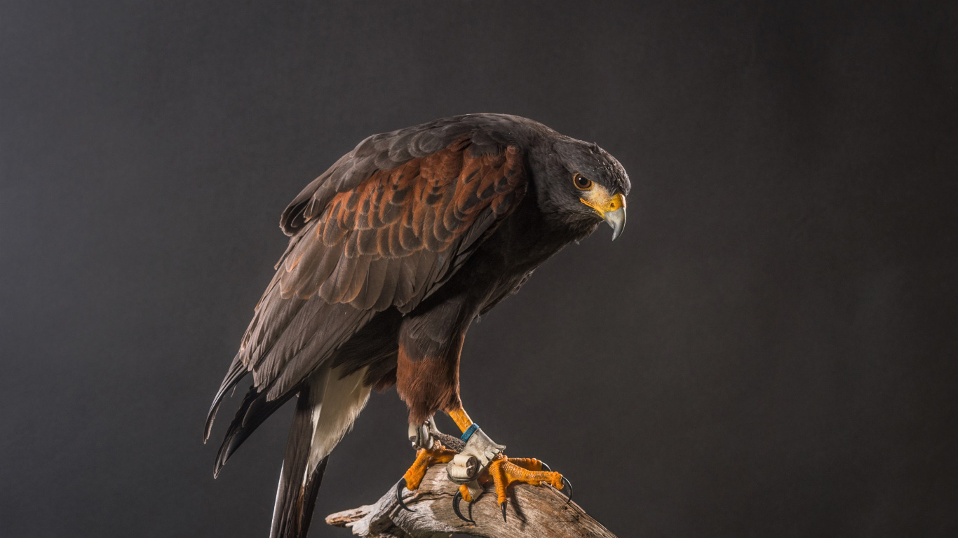 Braun-weißer Adler Auf Braunem Ast. Wallpaper in 1366x768 Resolution